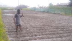 পঞ্চগড়ে হঠাৎ বৃষ্টি আলু চাষীদের মাথায় হাত