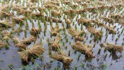 টানা বৃষ্টিতে বিপাকে নীলফামারীর কৃষকেরা