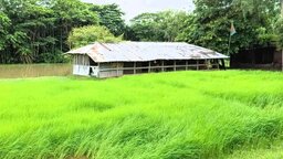 পাথরঘাটায় বিদ্যালয়ের খেলার মাঠ দখল করে বীজতলা