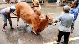ঈদের দ্বিতীয় দিনেও চলছে পশু কোরবানি