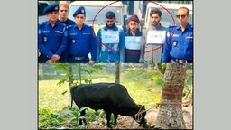 ভাঙ্গায় সংঘবদ্ধ ডাকাত চক্রের সদস্যরা গ্রেফতার, লুট হওয়া ট্রাক ও গরু উদ্ধার