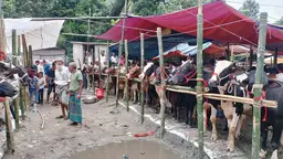 হাক-ডাকে মুখরিত শিবচরের গরুর হাট, স্বল্প হাসিলে খুশি ক্রেতারা