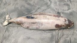 কুয়াকাটা সৈকতে এবার ভেসে এলো মৃত ডলফিন