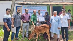 বগুড়ার শেরপুরে বিনামূল্যে দুস্থ পরিবারের মাঝে বকনা গরু বিতরণ