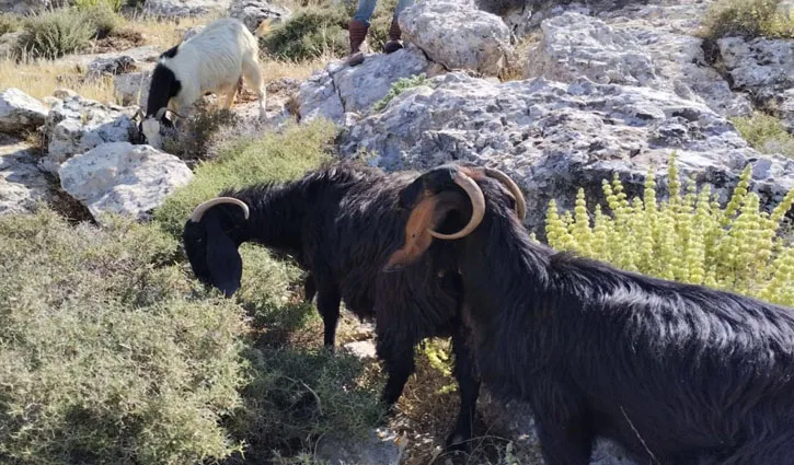 সিরিয়া থেকে ২৫০টি ছাগল চুরি করল ইসরায়েলি সৈন্যরা