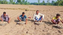ঝুঁকি নিয়ে আগাম আলু চাষে ব্যস্ত নীলফামারীর কৃষকরা