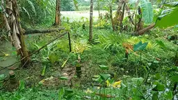 কৃষকের শতাধিক ফলের গাছ ও বীজ তলা নষ্ট করে উল্টো হুমকি