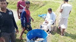 বদলির আদেশের পরও সরকারি খামারের মাছ বিক্রির অভিযোগ, সরকারি স্লিপ ছাড়াই