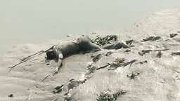 পাইকগাছায় নিখোঁজের চার দিন পর কপোতাক্ষ নদ থেকে যুবকের লাশ উদ্ধার