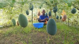 ঝিনাইদহে মালচিং পদ্ধতিতে গ্রীষ্মকালীন তরমুজ চাষে কৃষকের সাফল্য