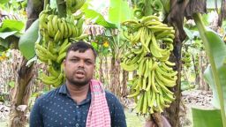 মুকসুদপুরে মাদক সেবনে বাধা দেওয়ায় ৭শ’ কলাগাছে বিষ প্রয়োগ, কৃষকের ৪ লাখ টাকার ক্ষতি