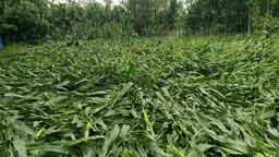 শিলাবৃষ্টিতে শেরপুরে ভুট্টার ব্যাপক ক্ষতি, ঋণের বোঝায় দিশেহারা কৃষক