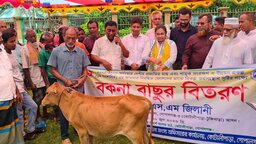 কোটালীপাড়ায় ৬০ জন নিবন্ধিত জেলের মাঝে বকনা বাছুর বিতরণ