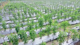 নীলফামারীতে মালচিং পদ্ধতিতে বেড়েছে সবজি চাষ