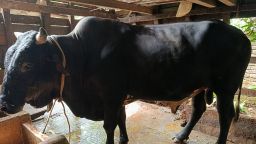 ১,৮০০ কেজির বিশাল গরুর দাম ১০ লাখ টাকা, উপহার ২ লাখ টাকার ষাঁড়!