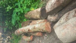 কাশিয়ানীতে অনুমতি ছাড়াই সরকারি জায়গার গাছ বিক্রির অভিযোগ