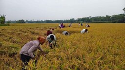 অগ্নিকান্ডে নিস্ব কৃষকের ধান কেটে বাড়িতে তুলে দিল ছাত্রদল