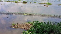 নিষিদ্ধ চায়না দুয়ারী জালে বিপর্যস্ত জলাশয়, হুমকিতে দেশীয় মাছের অস্তিত্ব