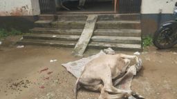 চিকিৎসার অভাবে গরু মারা গেছে,  এমন অভিযোগ উঠেছে প্রাণী সম্পদ অফিসে