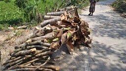 কোটালীপাড়ায় সাবেক ইউপি চেয়ারম্যানের বিরুদ্ধে বেড়িবাধেঁর শতাধিক গাছ কেটে বিক্রির অভিযোগ