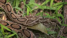 রাসেলস ভাইপার বাংলাদেশে নতুন হুমকি?