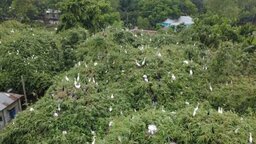 দুই’শ বছর ধরে পাখিদের অভয়াশ্রম নীলফামারীর ‘পাখির গ্রাম’