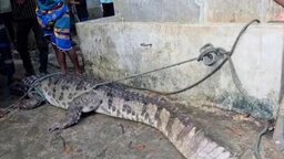 মানিকগঞ্জে স্থানীয়দের ফাঁদে ধরা পড়ল কুমির