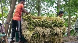 গোপালগঞ্জের শাপলা এখন পৌঁছে যাচ্ছে দেশের বিভিন্ন জেলায়