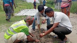 কুয়াকাটা পৌরসভার উদ্যোগে শতাধিক তালের চারা রোপণ