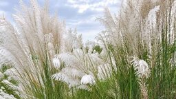 নীলফামারীতে অবহেলা ও দখলদারিত্বে হারিয়ে যেতে বসেছে শরতের কাশফুল