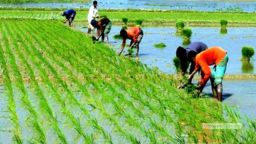 পর্যাপ্ত বৃষ্টিতে প্রাণ ফিরেছে মাঠে: ১ লাখ ৩৫ হাজার ৯ শত হেক্টরে রোপা আমন আবাদের লক্ষ্যমাত্রা