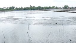 পাইকগাছায় ৫৮ বছর পর ১০ একর ভিপি জমি উদ্ধার