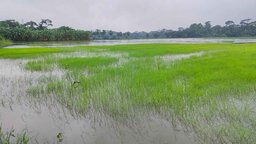 টানা বৃষ্টি ও জোয়ারের পানিতে ঝালকাঠিতে আমনের বীজতলা প্লাবিত