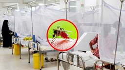 একদিনে ডেঙ্গুতে আরও ৫ মৃত্যু, হাসপাতালে ভর্তি ১১৬২