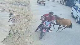 বোয়ালমারীতে ‘পাগলা’ ঘোড়ার কামড়ে নারীসহ ১০ জন আহত
