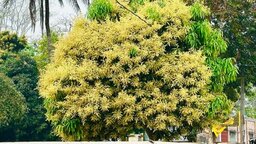 গোপালগঞ্জে আমের মুকুলে ভরপুর, বাম্পার ফলনের আশায় কৃষকরা