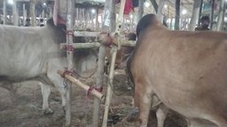 কর্ণফুলীতে পশুর হাটের অনুমতি নিয়ে তীব্র বিতর্ক, সাড়ে ৪ কোটি টাকা লোকসানের শঙ্কায় ইজারাদাররা!