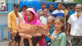 বাছুর কোলে আদালতে হাজির নারী, গাভী নিয়ে গেলেন বিএনপি নেতা
