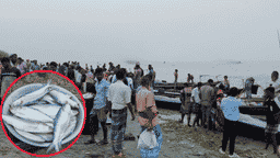 নিষেধাজ্ঞা অমান্য করে শিবচরে জমজমাট ইলিশের হাট, অবাধে চলছে ডিমওয়ালা ইলিশ কেনাবেচা
